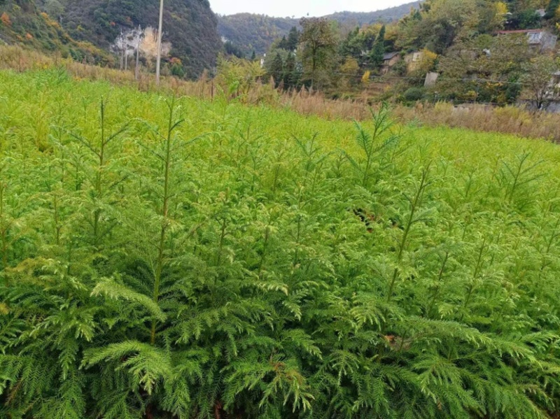 柳杉苗（营养袋苗，大杯小杯各个规格都有）