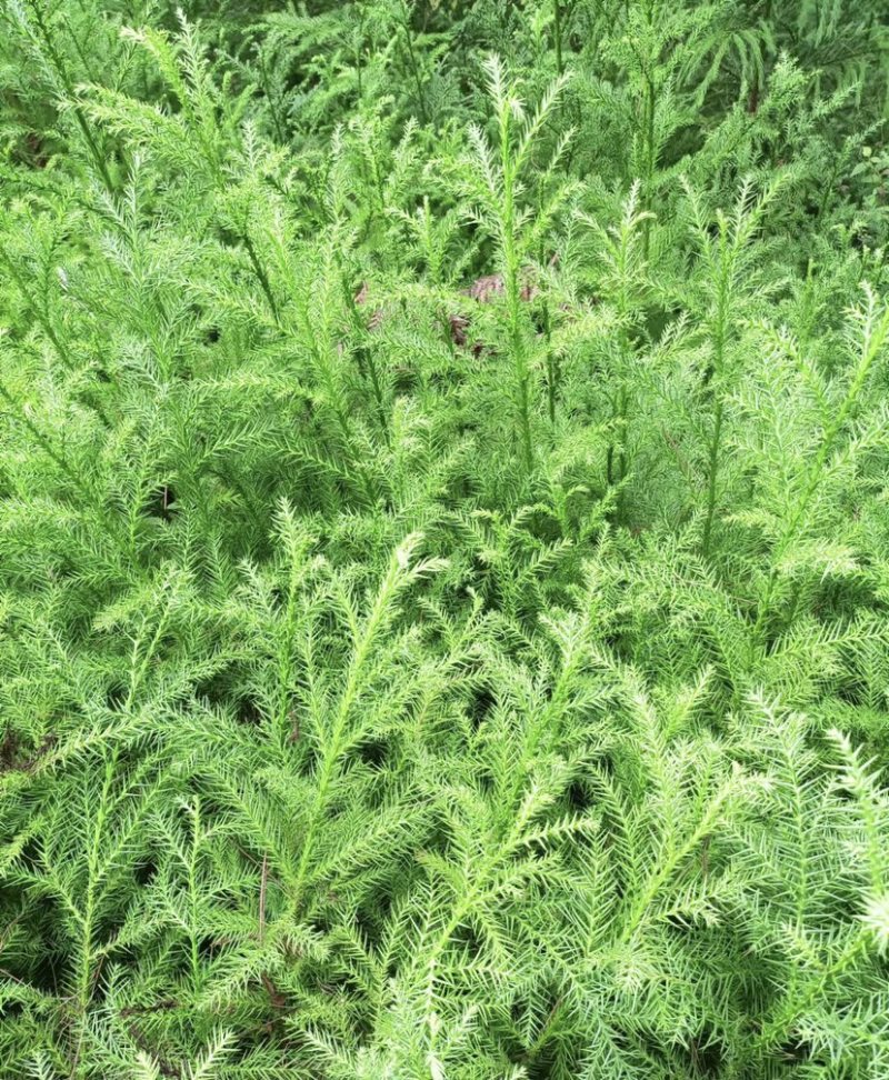 柳杉苗（营养袋苗，大杯小杯各个规格都有）