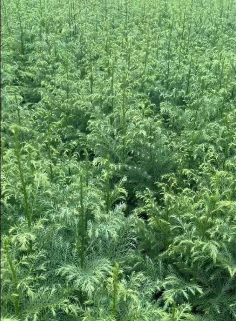 柳杉苗（营养袋苗，大杯小杯各个规格都有）