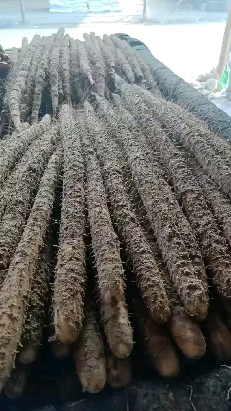 小白嘴白山药口感特面特甜产地直发全国各地都可以发货，