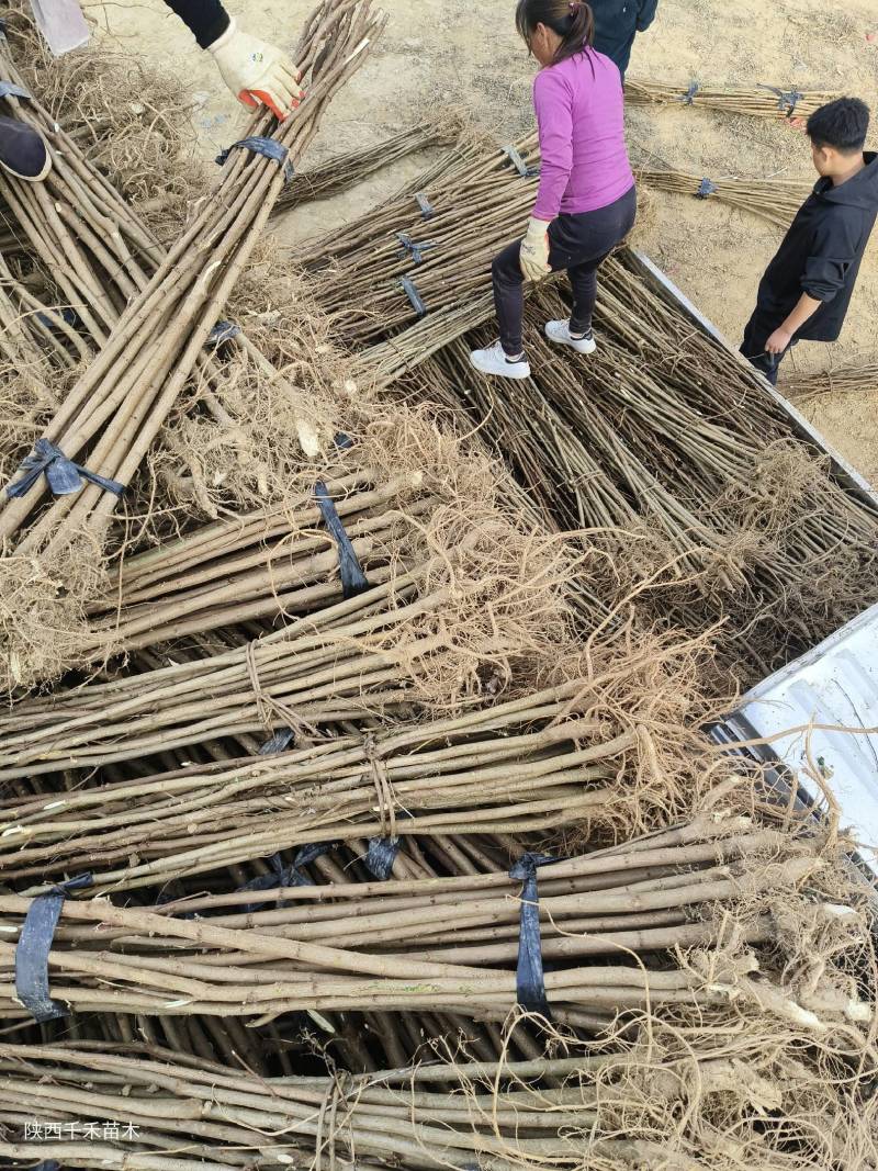 刺槐苗1-2年生量大基地直发，量大从优，
