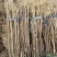 刺槐苗1-2年生量大基地直发，量大从优，