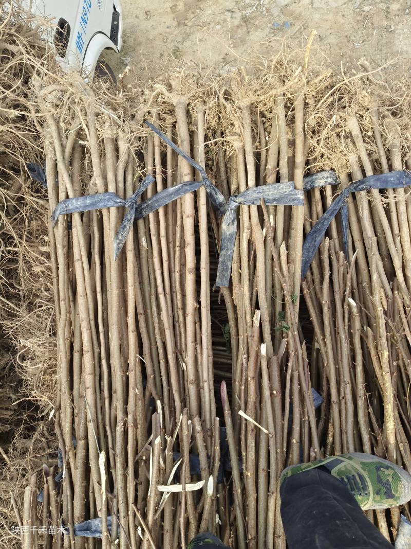 刺槐苗1-2年生量大基地直发，量大从优，