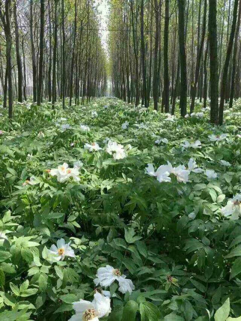 《热卖》油用牡丹种子油用牡丹苗基地育苗留种包技术