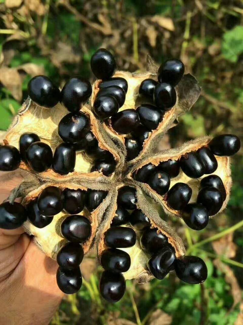 《热卖》油用牡丹种子油用牡丹苗基地育苗留种包技术