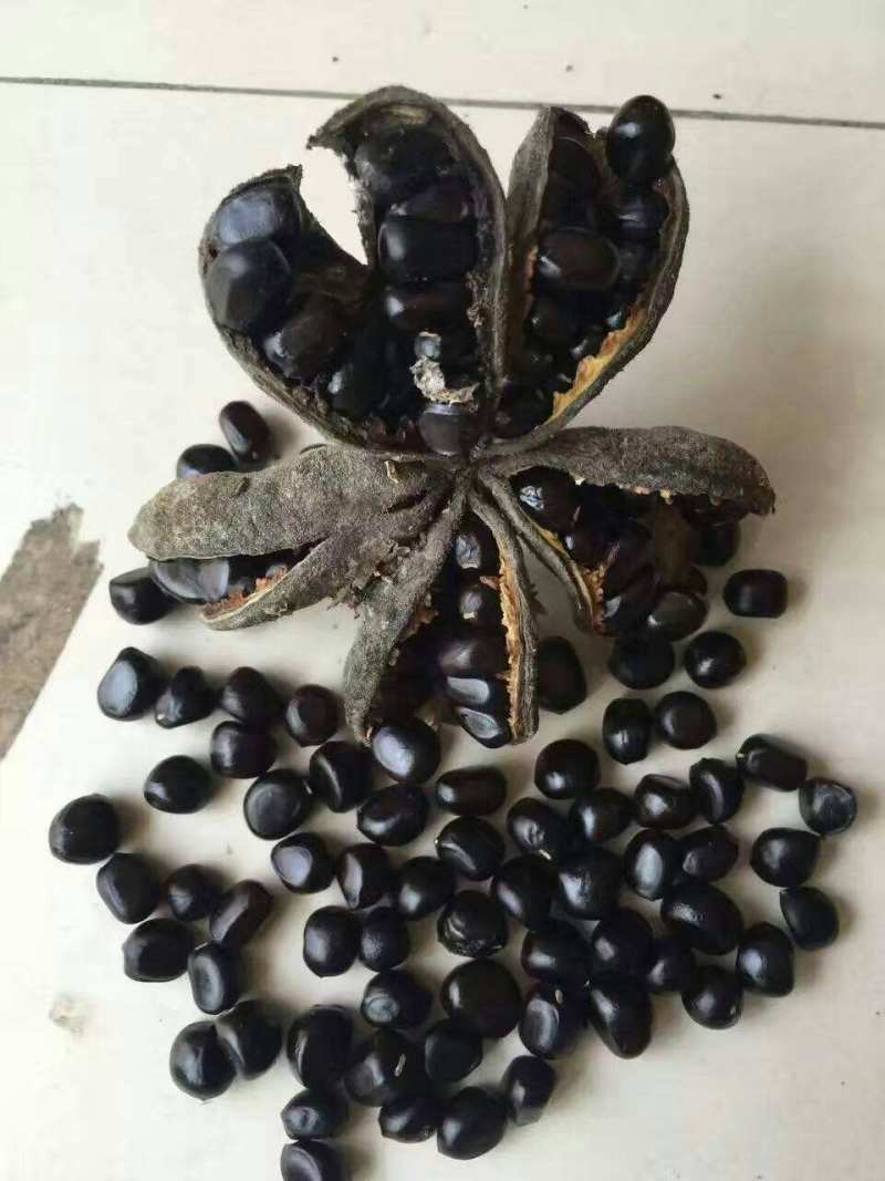 《热卖》油用牡丹种子油用牡丹苗基地育苗留种包技术