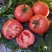 宁夏西红柿普罗旺斯西红柿产地直供保质保量对接全国客商电联