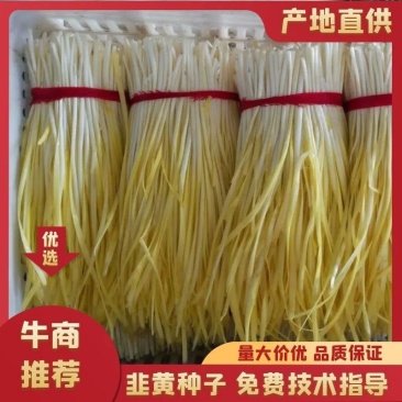 高质量韭黄种子~黄金韭F1韭黄产业的当家时尚好品种欢迎来电