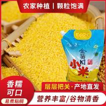 2023年新黄金苗小米K1小米黄小米月子米养胃小米