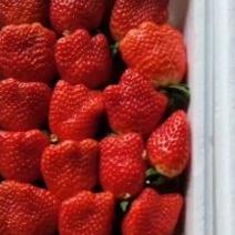 满城大草莓
