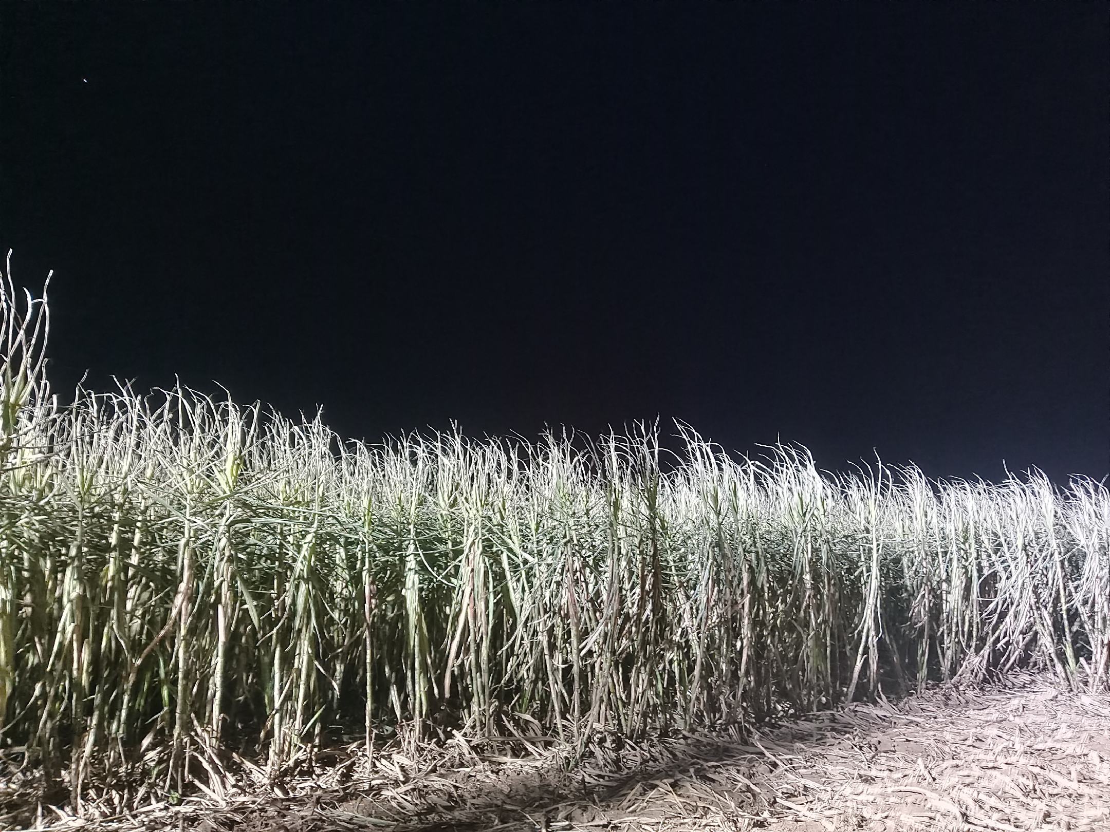 一位成年人在夜晚安静的客厅中饮用甘蔗水，背景为柔和灯光