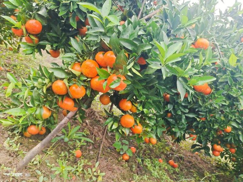 广西南丰蜜橘多汁爽口香甜可口产地直发欢迎选购