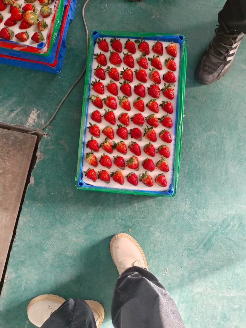 长丰红颜草莓大量有货，保质保量，货源充足，欢迎来电
