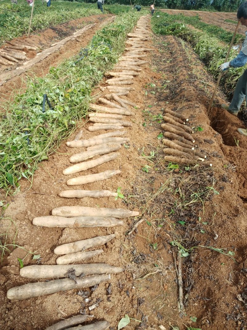 黑鬼山药