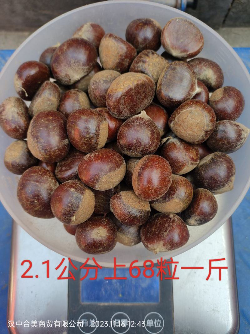 陕西汉中筛选板栗陕西油栗筛货，陕西毛栗