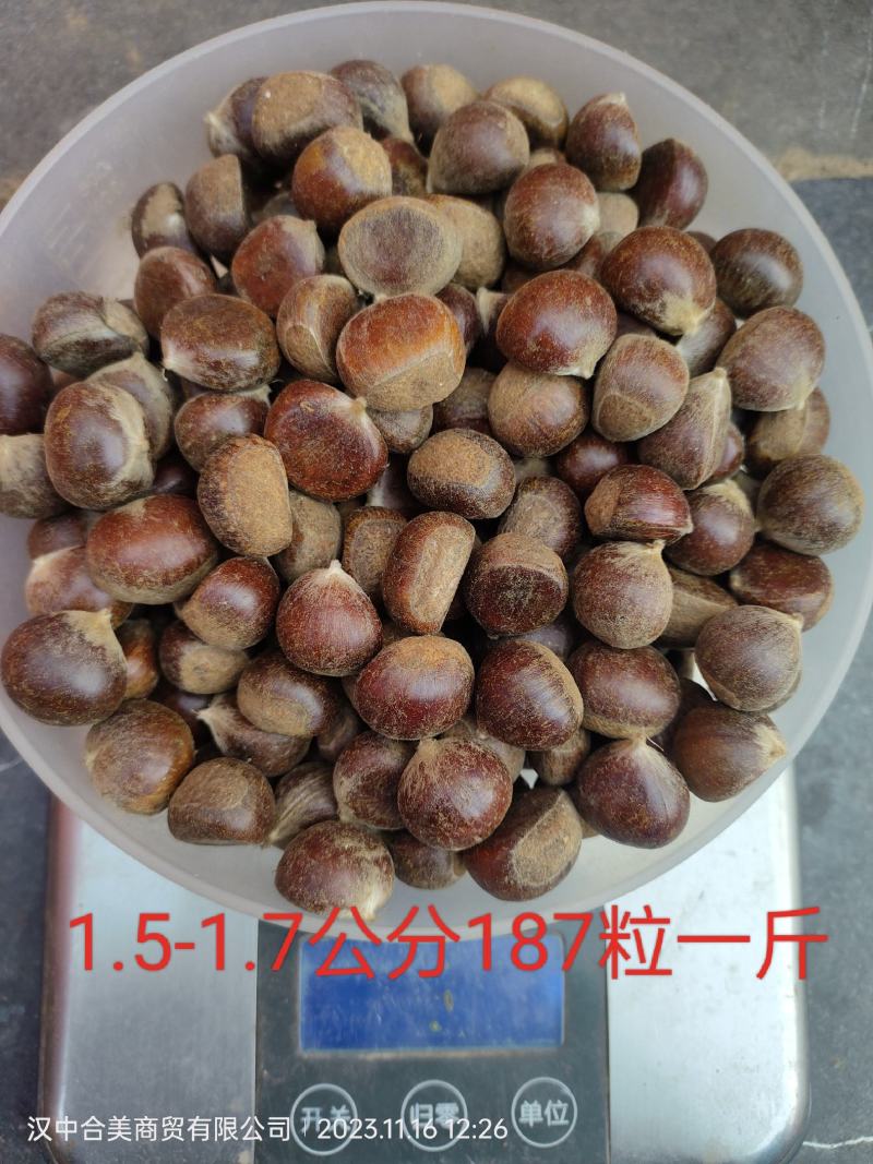 陕西汉中筛选板栗陕西油栗筛货，陕西毛栗