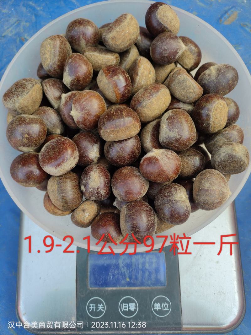 陕西汉中筛选板栗陕西油栗筛货，陕西毛栗