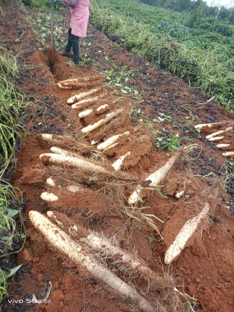 A货滚地龙淮山大量接单