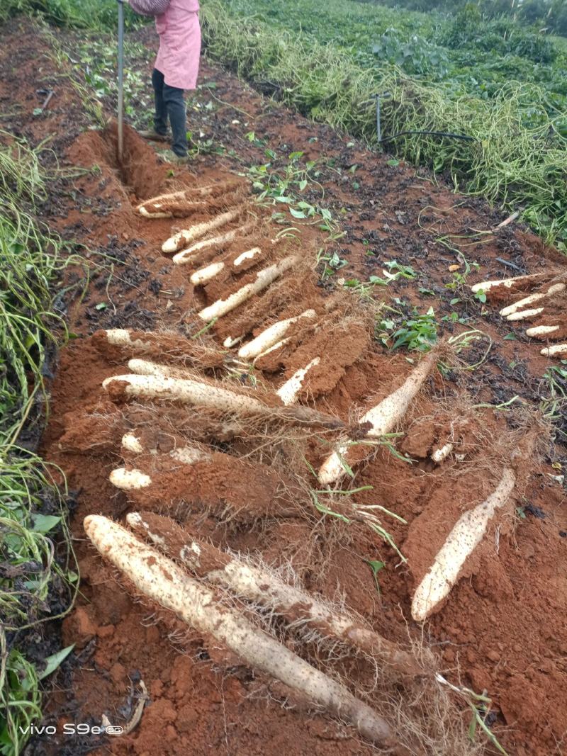 A货滚地龙淮山大量接单