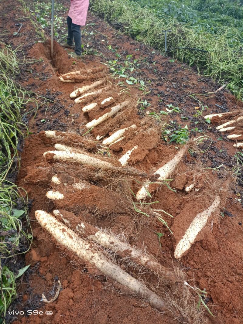 A货滚地龙淮山大量接单