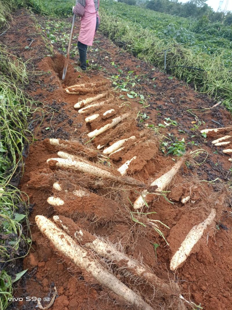 A货滚地龙淮山大量接单