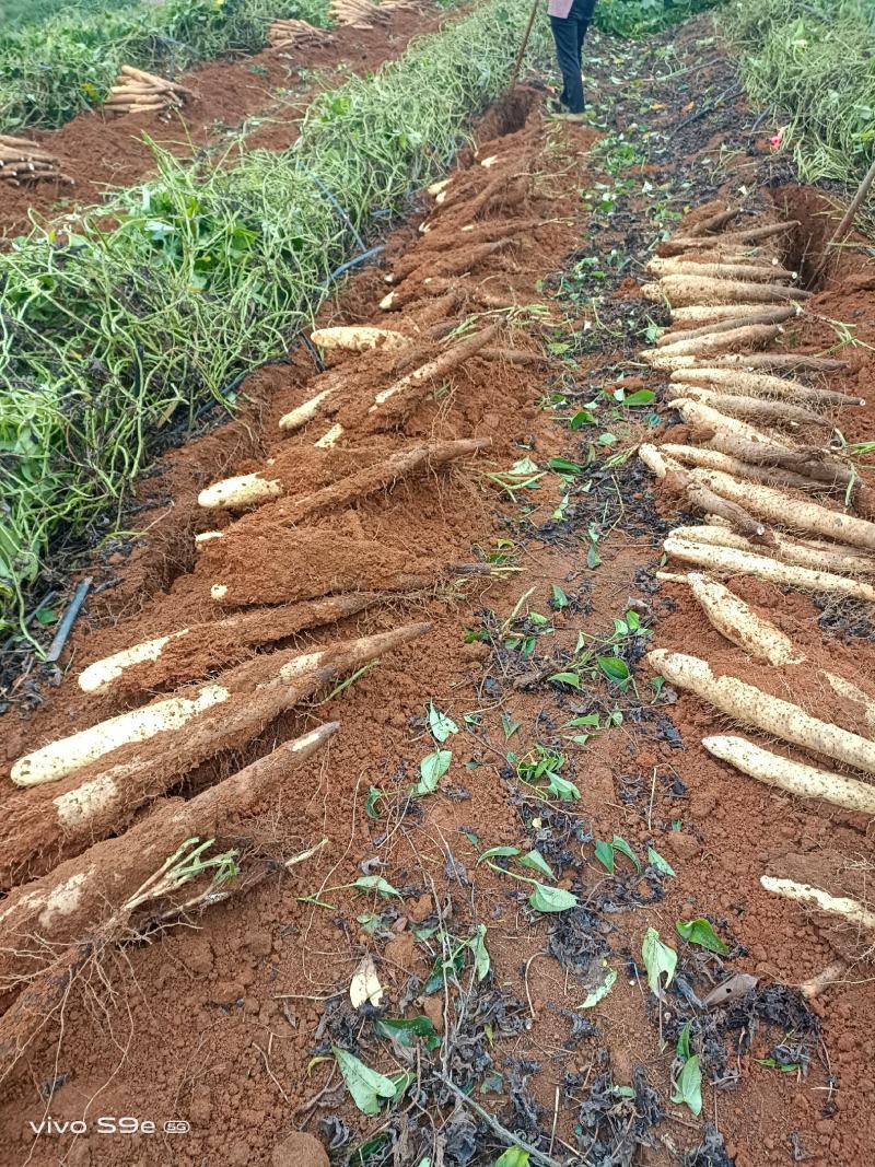 A货滚地龙淮山大量接单