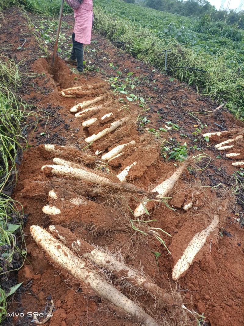 A货滚地龙淮山大量接单