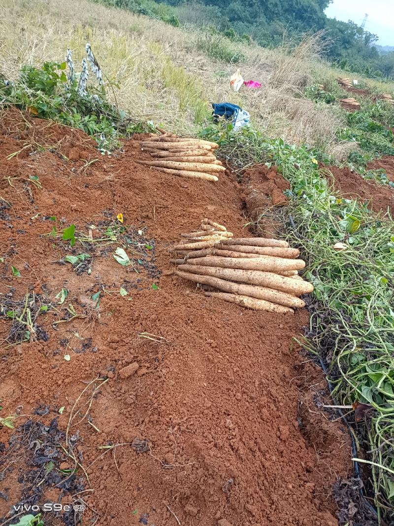 A货滚地龙淮山大量接单