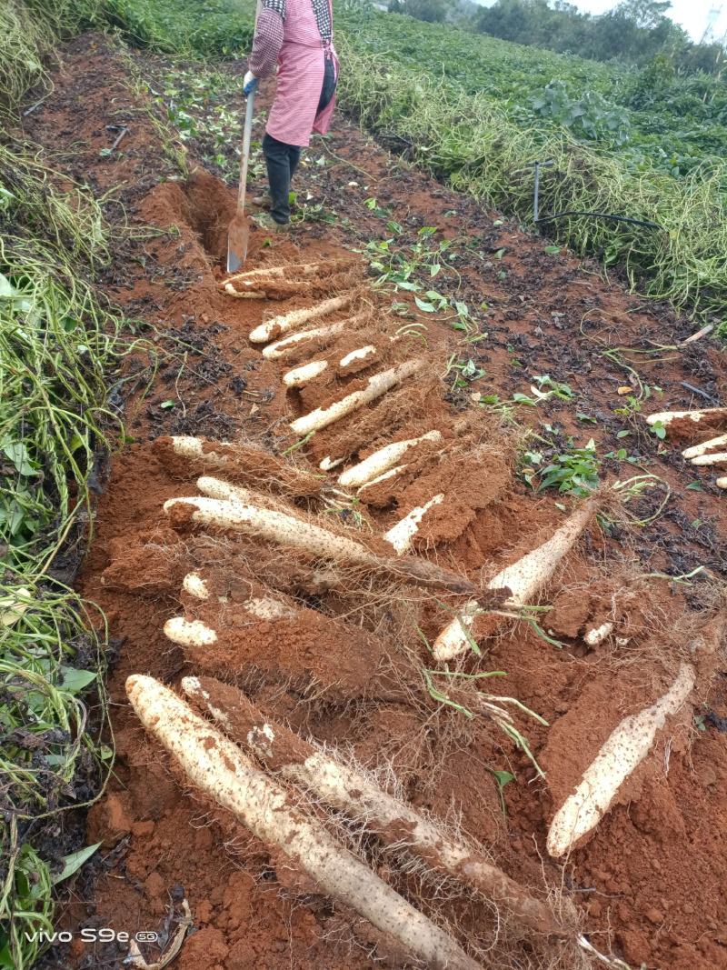 A货滚地龙淮山大量接单