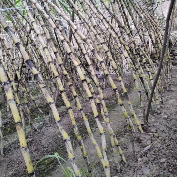 贵州黄皮甘蔗大量上市，万亩种植基地，为货主题共一条龙服务