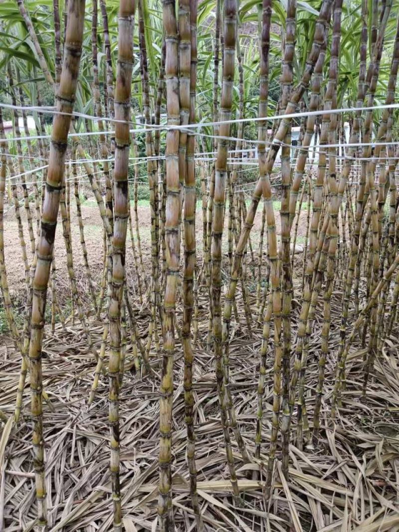 贵州黄皮甘蔗大量上市，万亩种植基地，为货主题共一条龙服务