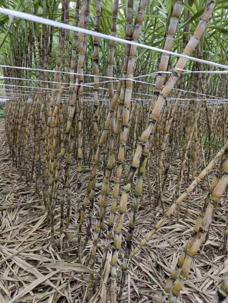 贵州黄皮甘蔗大量上市，万亩种植基地，为货主题共一条龙服务