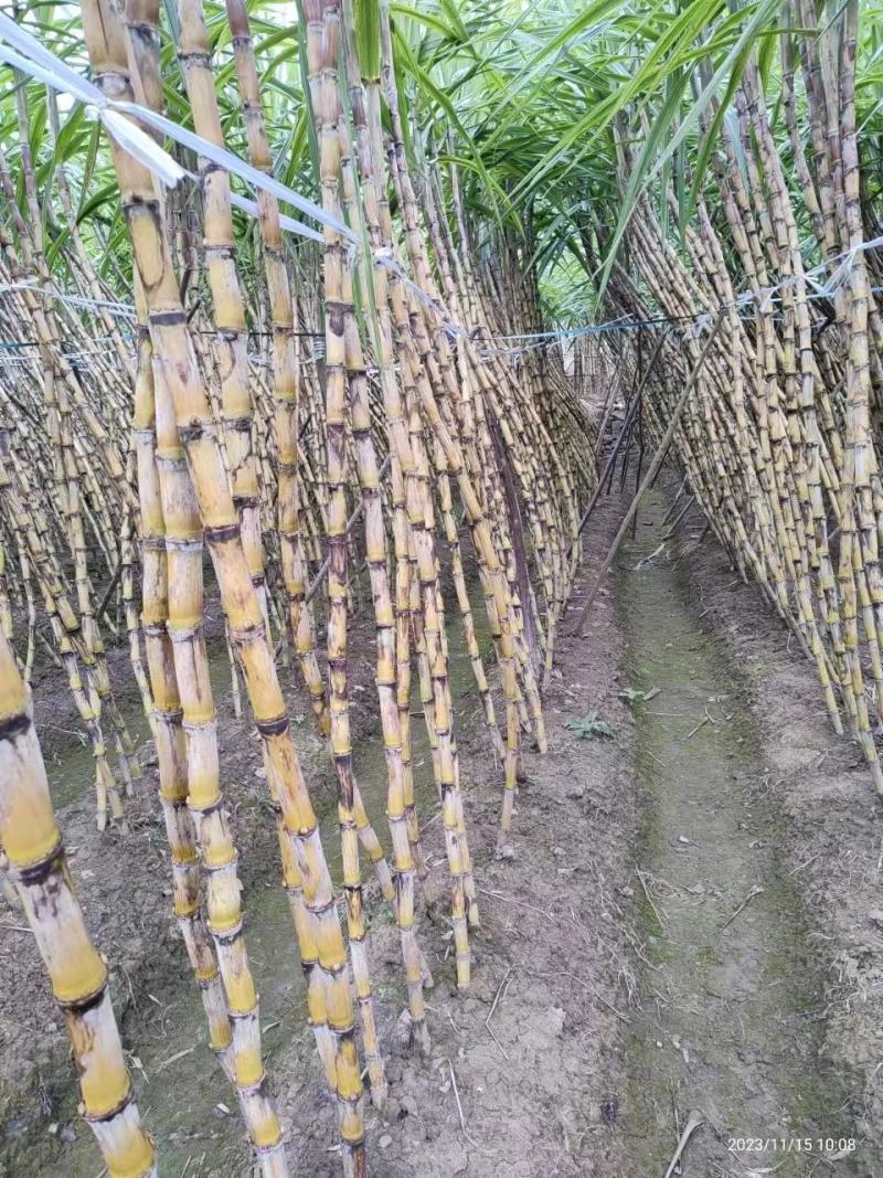 贵州黄皮甘蔗大量上市，万亩种植基地，为货主题共一条龙服务