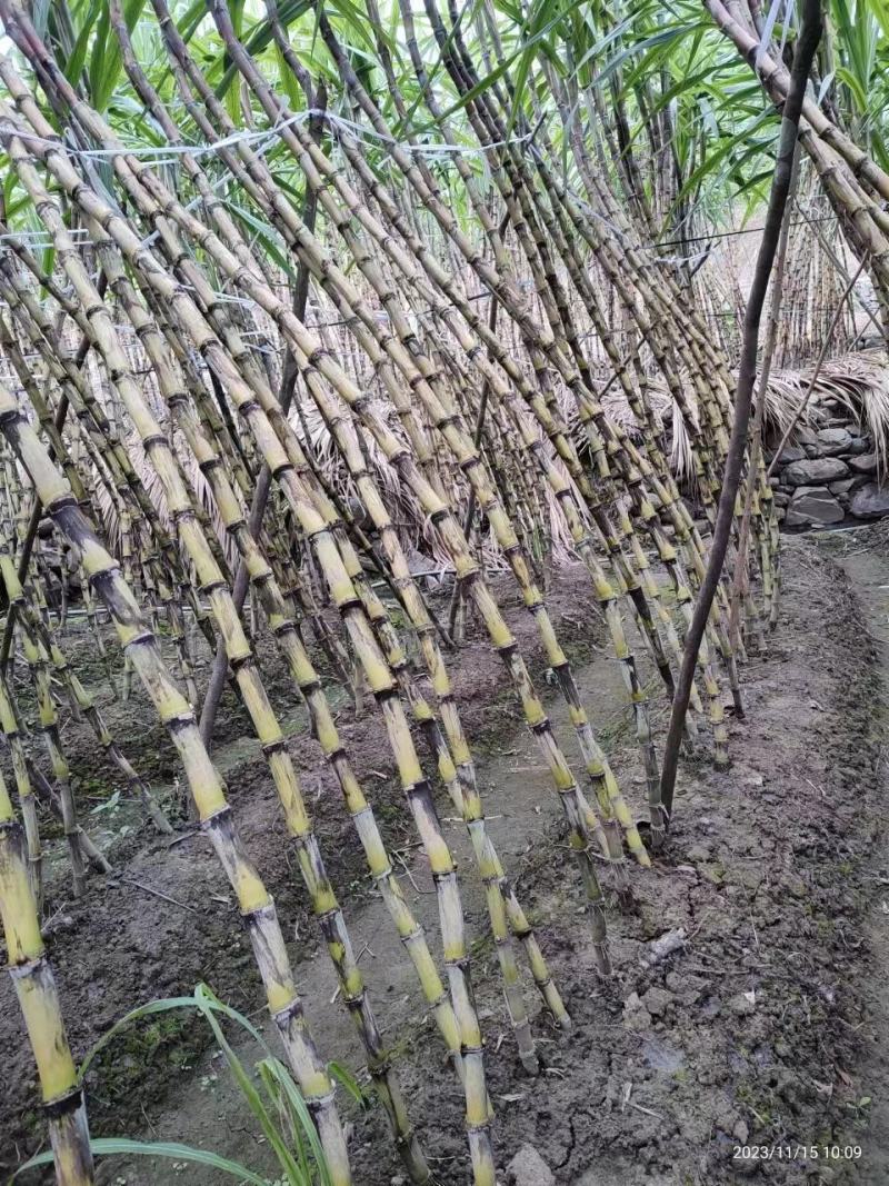 贵州黄皮甘蔗大量上市，万亩种植基地，为货主题共一条龙服务