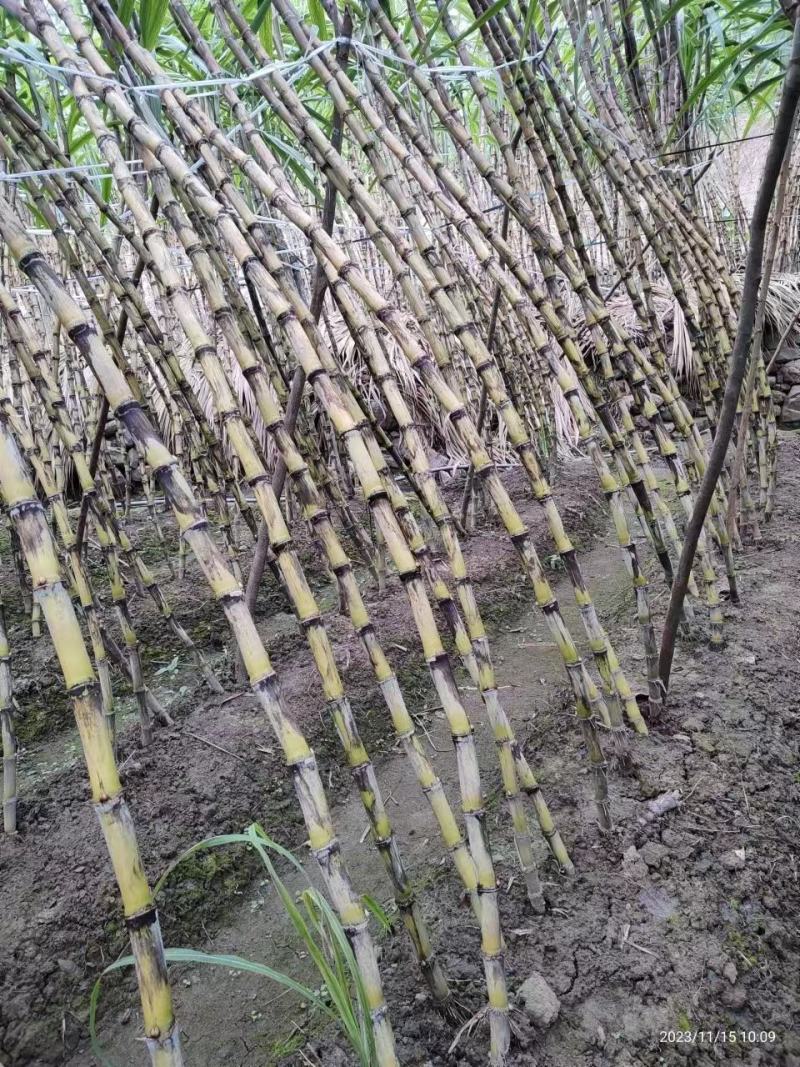 贵州黄皮甘蔗大量上市，万亩种植基地，为货主题共一条龙服务