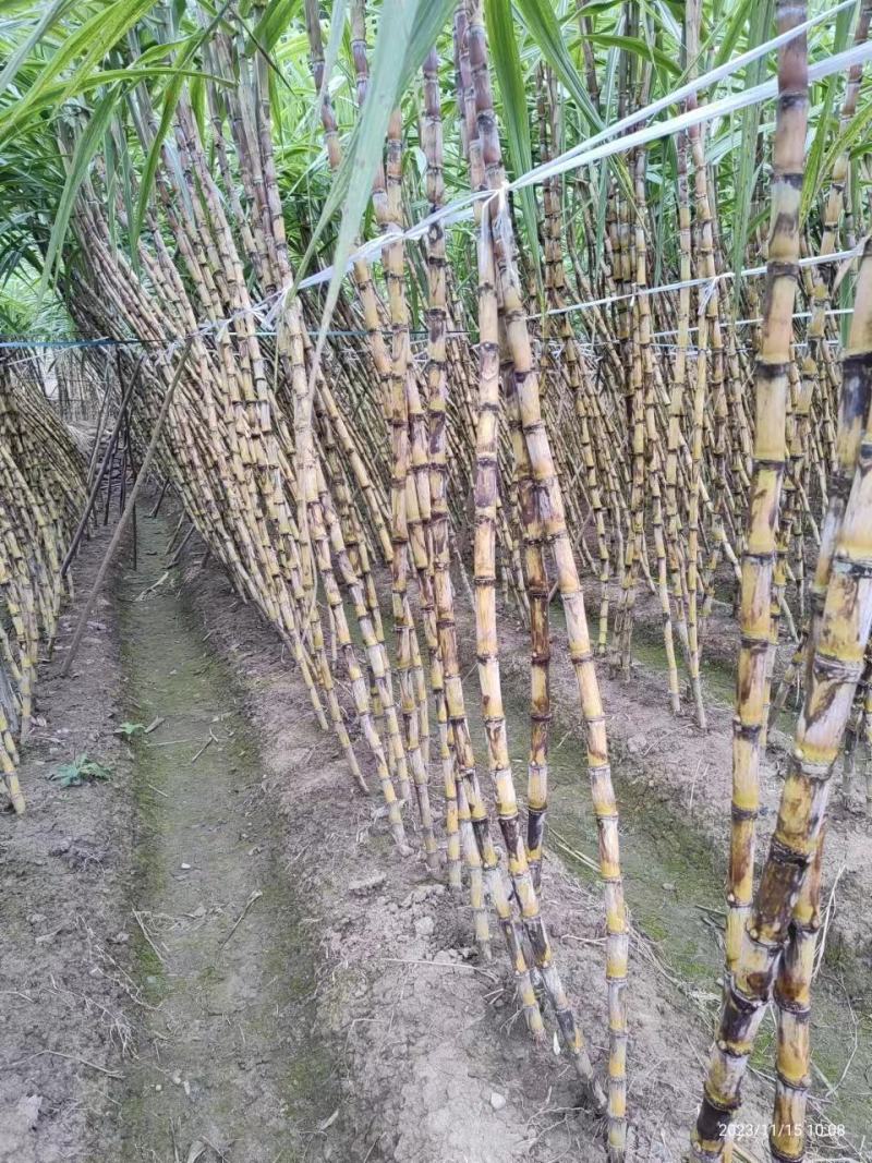 贵州黄皮甘蔗大量上市，万亩种植基地，为货主题共一条龙服务