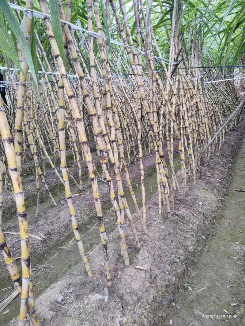 贵州黄皮甘蔗大量上市，万亩种植基地，为货主题共一条龙服务