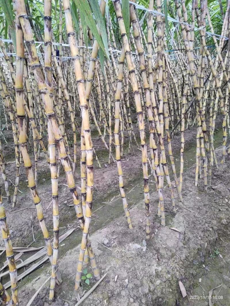 贵州黄皮甘蔗大量上市，万亩种植基地，为货主题共一条龙服务