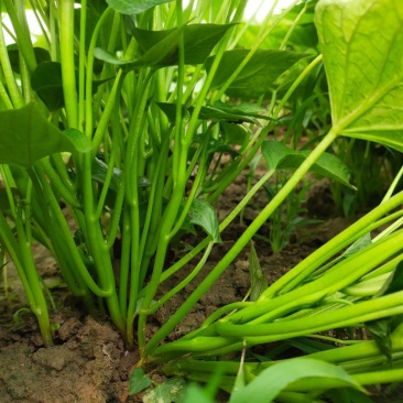 惠禾润红种脱毒红薯苗商薯19