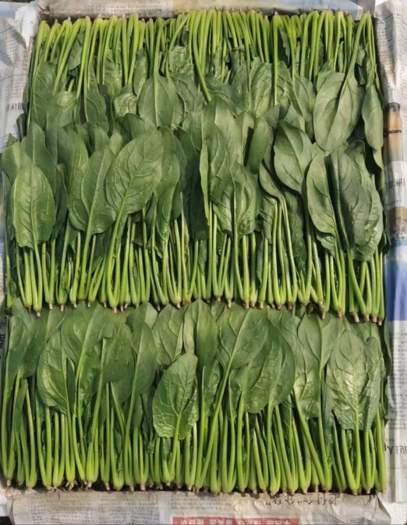 菠菜，（精品）山东惠民菠菜基地，规格齐全，代发全国！