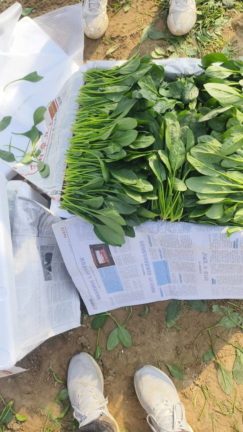 菠菜，（精品）山东惠民菠菜基地，规格齐全，代发全国！