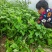 惠禾润红种脱毒红薯苗商薯19