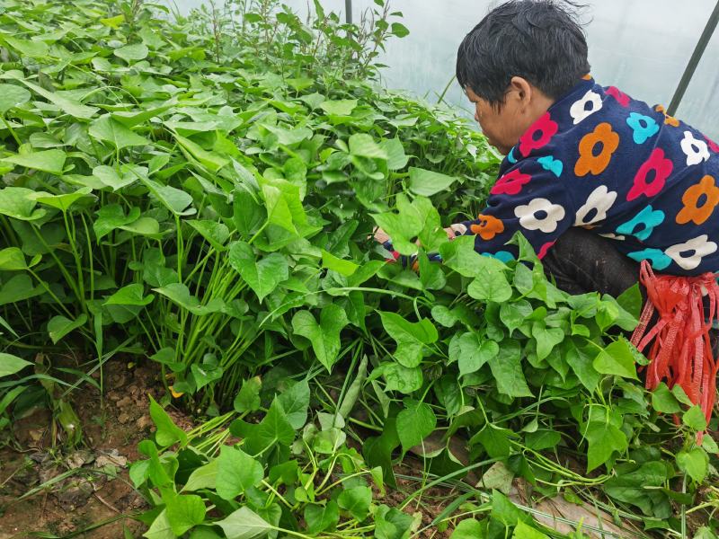 惠禾润红种脱毒红薯苗商薯19