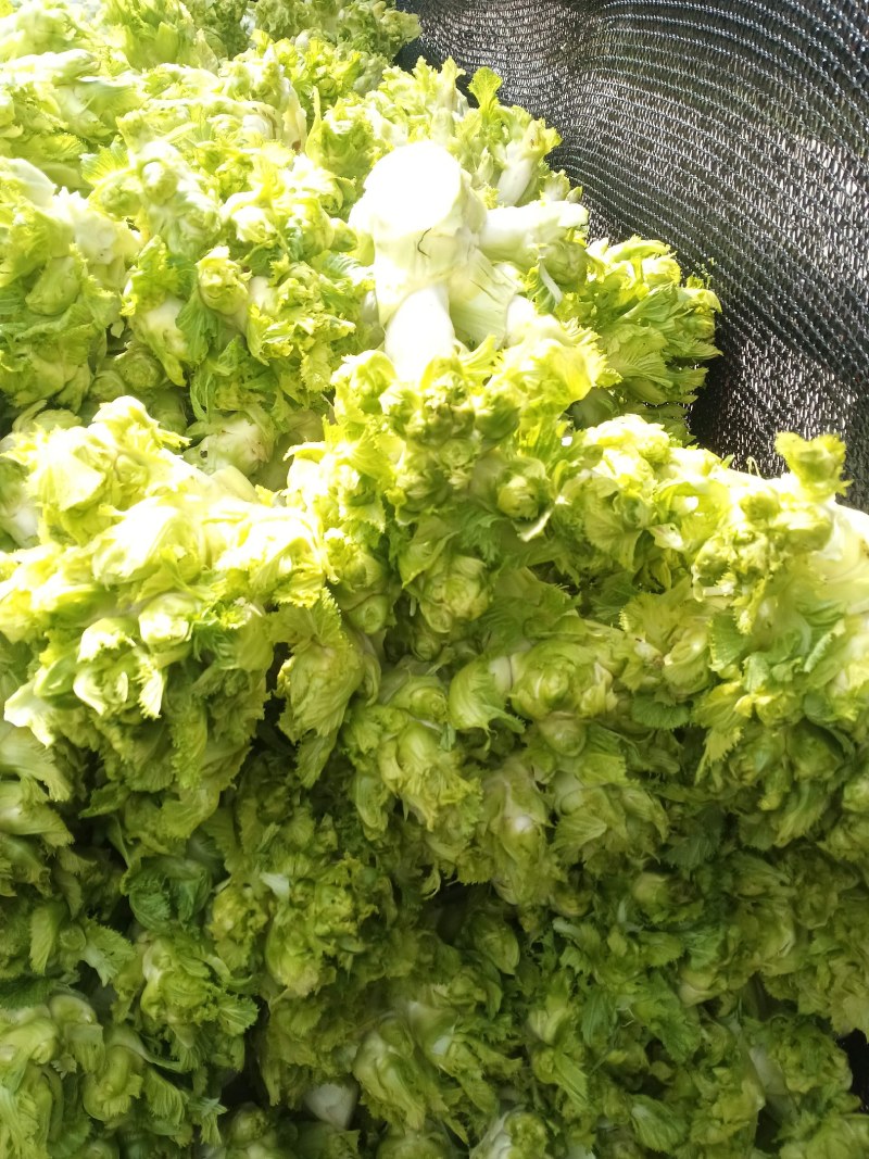 儿菜