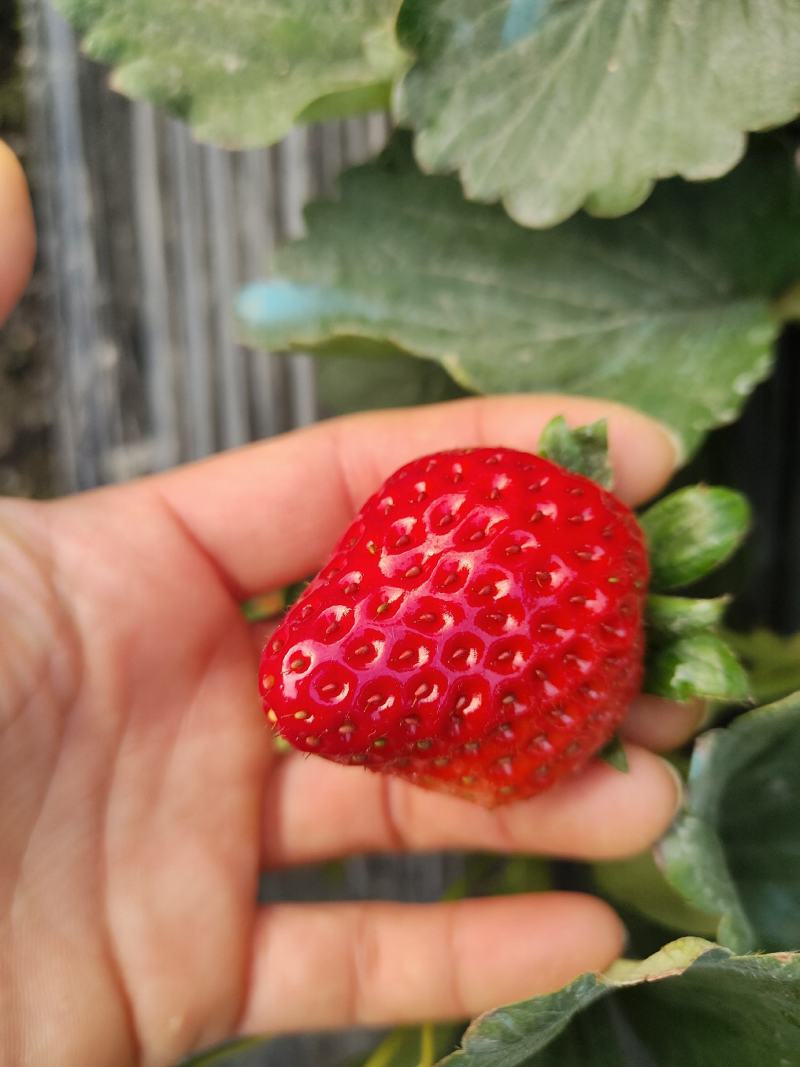 【精品】红颜草莓基地大量供应现摘先发品质保证详谈视频看货