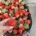 【精品】红颜草莓基地大量供应现摘先发品质保证详谈视频看货