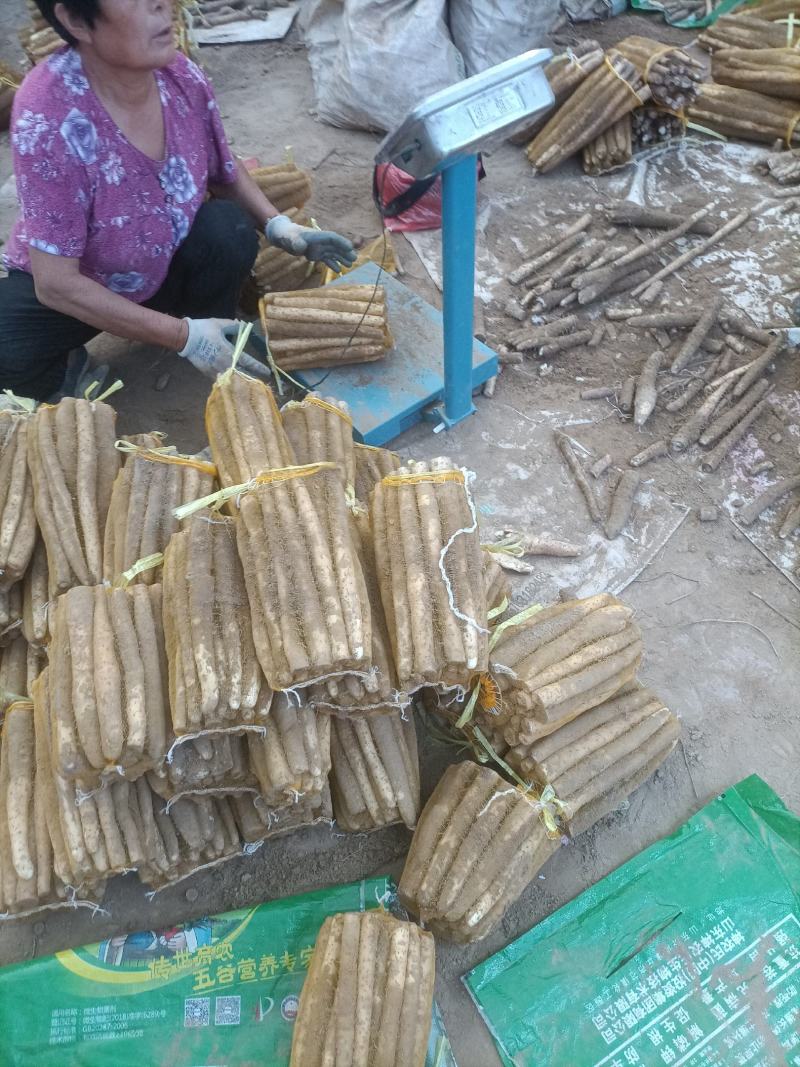 全国供应河北小白嘴山药规格齐全可加工定制