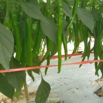 广西线椒，3号，8号，产地一手货源，质量保证，货源充足