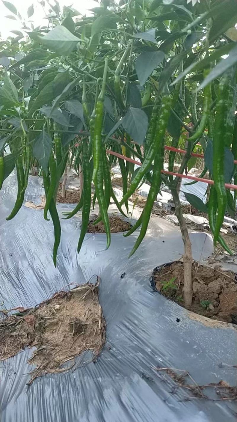 广西线椒，3号，8号，产地一手货源，质量保证，货源充足