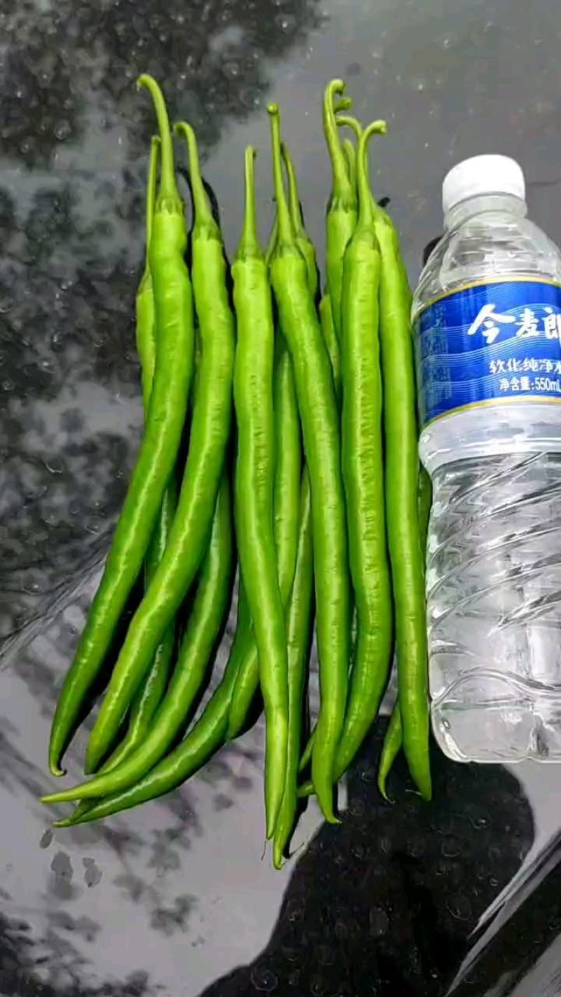 广西线椒，3号，8号，产地一手货源，质量保证，货源充足